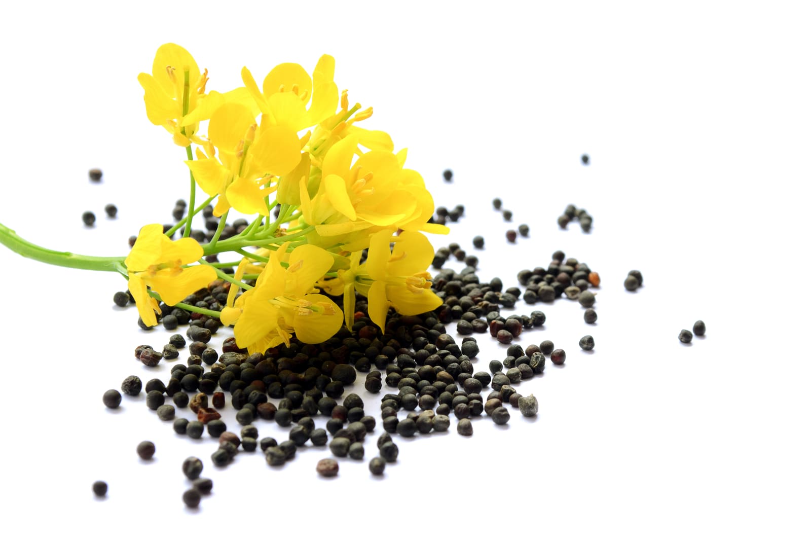 Brassica seeds and flowers — PhytoFactor™
