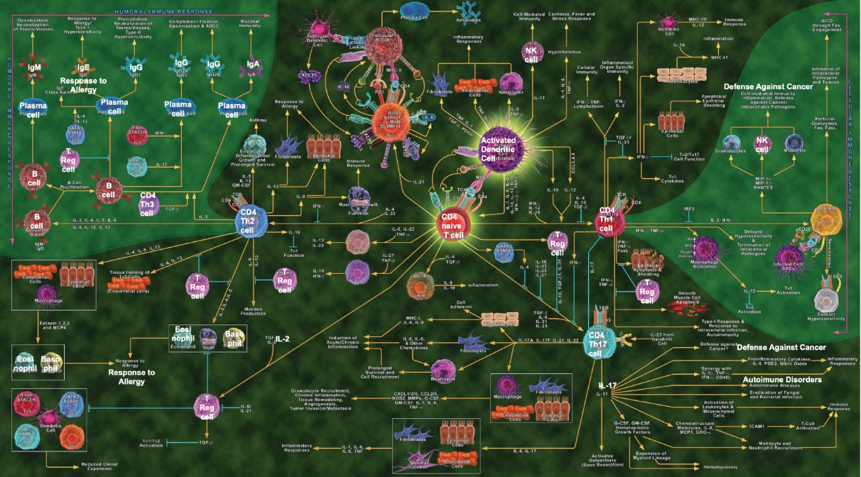 Infographic showing the components of the immune system