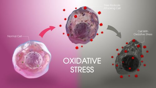 Oxidativer stress