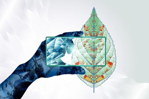 plant immune system response to environmental stress