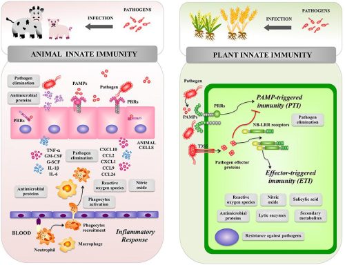 pflanzliches Immunsystem schneller als menschliches