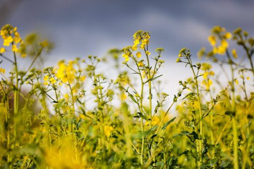 phytofactor plant based immune peptides