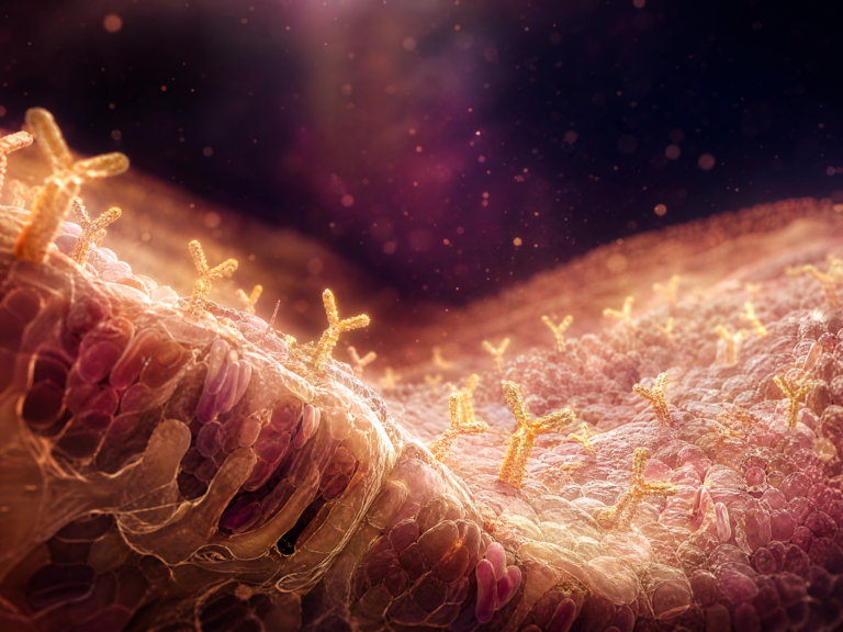 IgA — The Antibody That Protects Everything