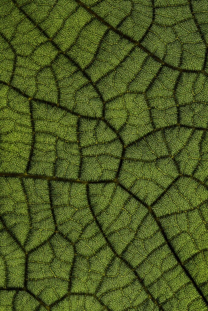 Plant Immune System: 3 Remarkable Facts That Will Change How You Think About Immunity